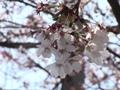 제4회 각북 벚꽃 축제 썸네일 이미지