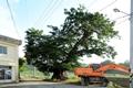 구곡리 느티나무 썸네일 이미지