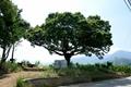 토평리 느티나무 썸네일 이미지