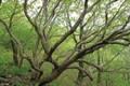 가지산 철쭉나무 썸네일 이미지
