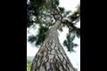 청도 동산리 처진 소나무 썸네일 이미지