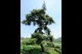 청도 동산리 처진 소나무 썸네일 이미지