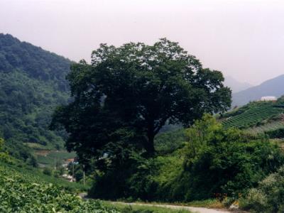 부산리 찬샘골 서낭목 썸네일 이미지